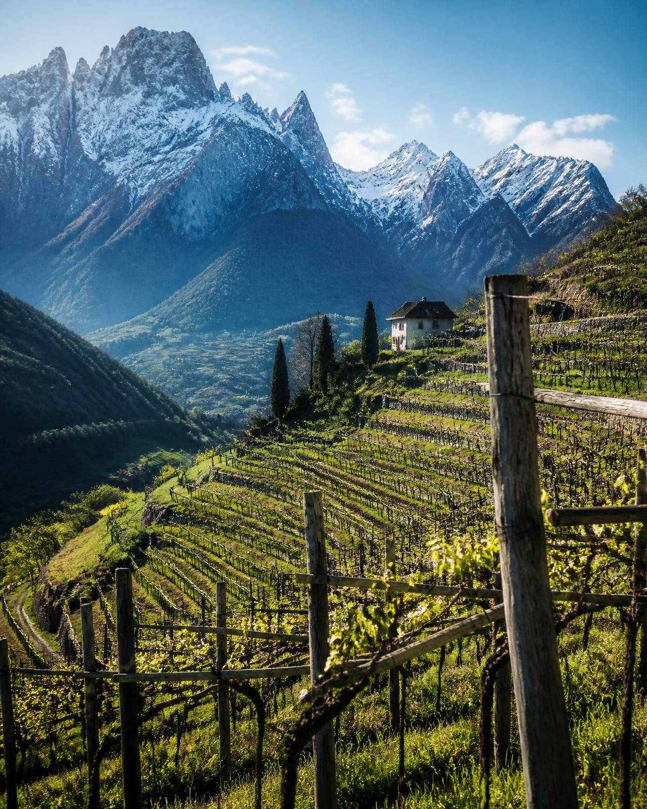Trentino-Alto Adige vineyard landscape